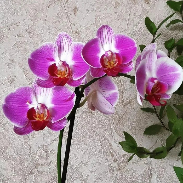 Phalaenopsis Day Tripper (with spike)