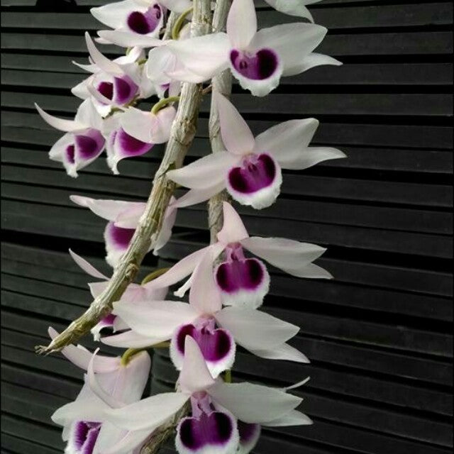 Dendrobium anosmum semi alb x Nestor Alba