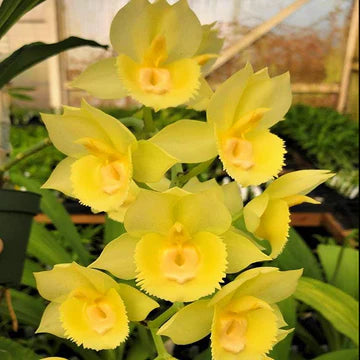 Catasetum Yellow