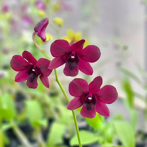 Dendrobium Supernova Red