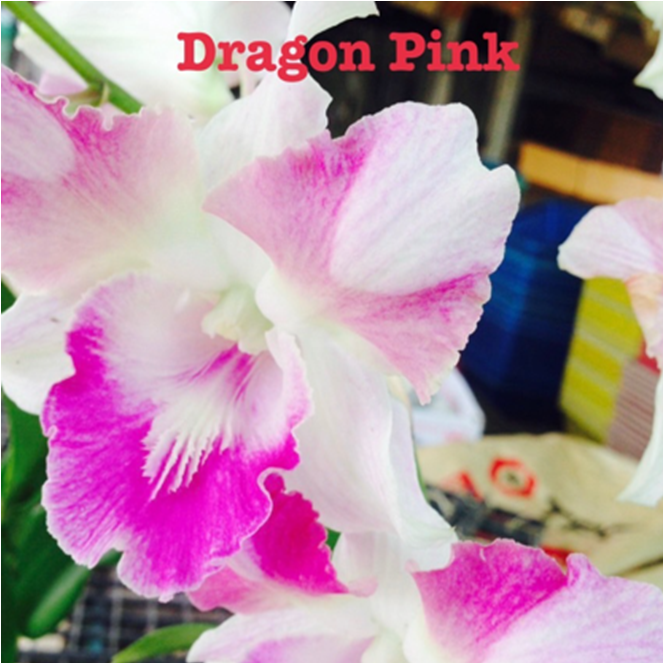 Dendrobium Dragon Pink (Den-Cat)