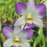 Dendrobium Areedang Blue orchid flower - Enchanting blue blooms that captivate with their beauty and elegance
