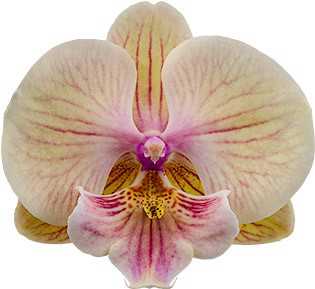 Phalaenopsis Echoes