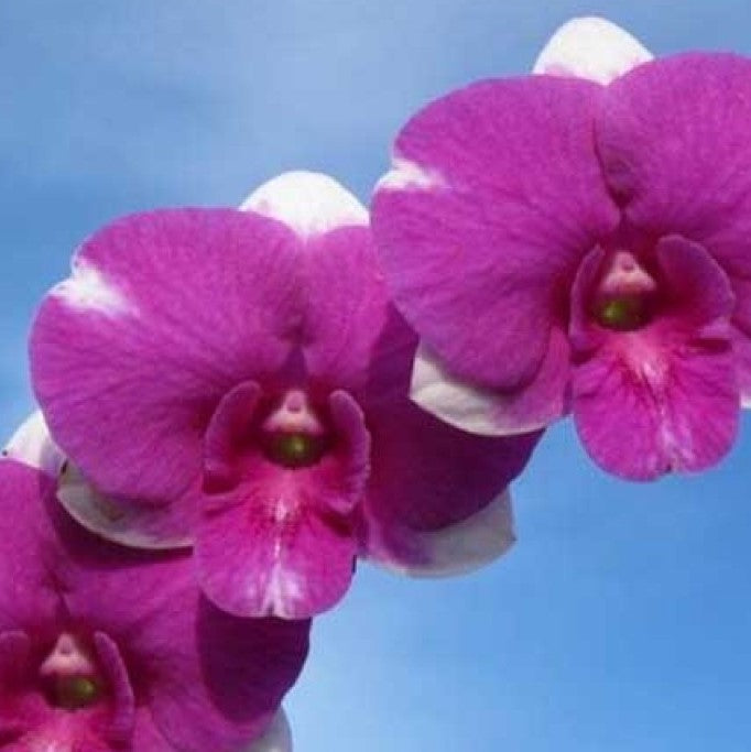 Dendrobium Burana Paragon