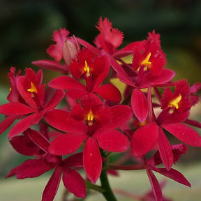 Epidendrum Red