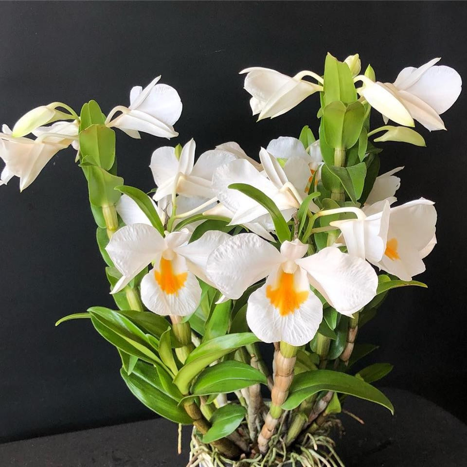 Elevate your home's ambiance with the exquisite Dendrobium Formosum orchid. This striking orchid, native to Southeast Asia, showcases stunning white blooms with a vibrant yellow center, making it a true centerpiece in any space