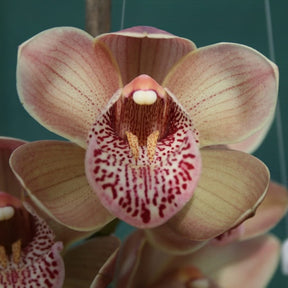 Introduce a touch of tropical beauty with the captivating Cymbidium Valley Coral 'Gemini' Orchid. 