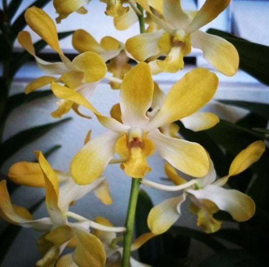 Dendrobium Genting Royal