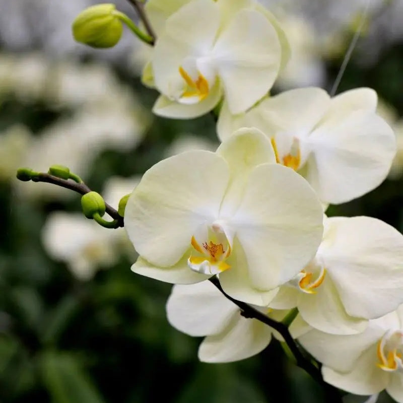 Phalaenopsis Heliodor 'Darwin' (Taiwan)