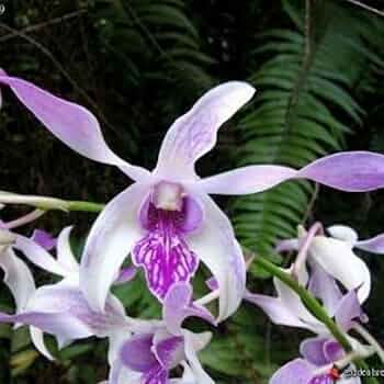 Dendrobium Helix X Lasianthera