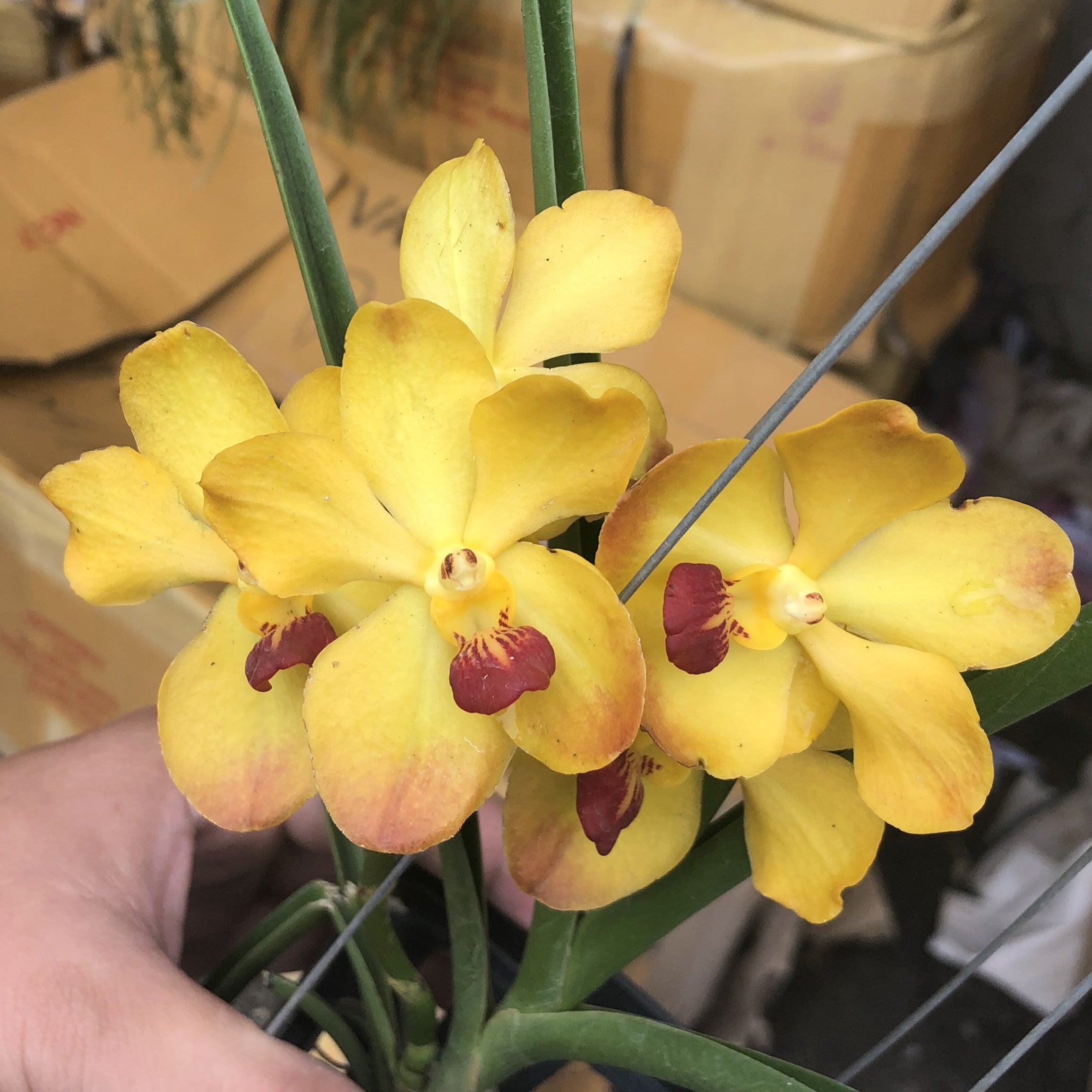 Goffara Yellow Ohm