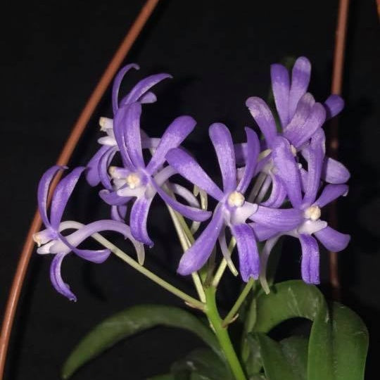 Vandachostylis Charm 'Blue Star'