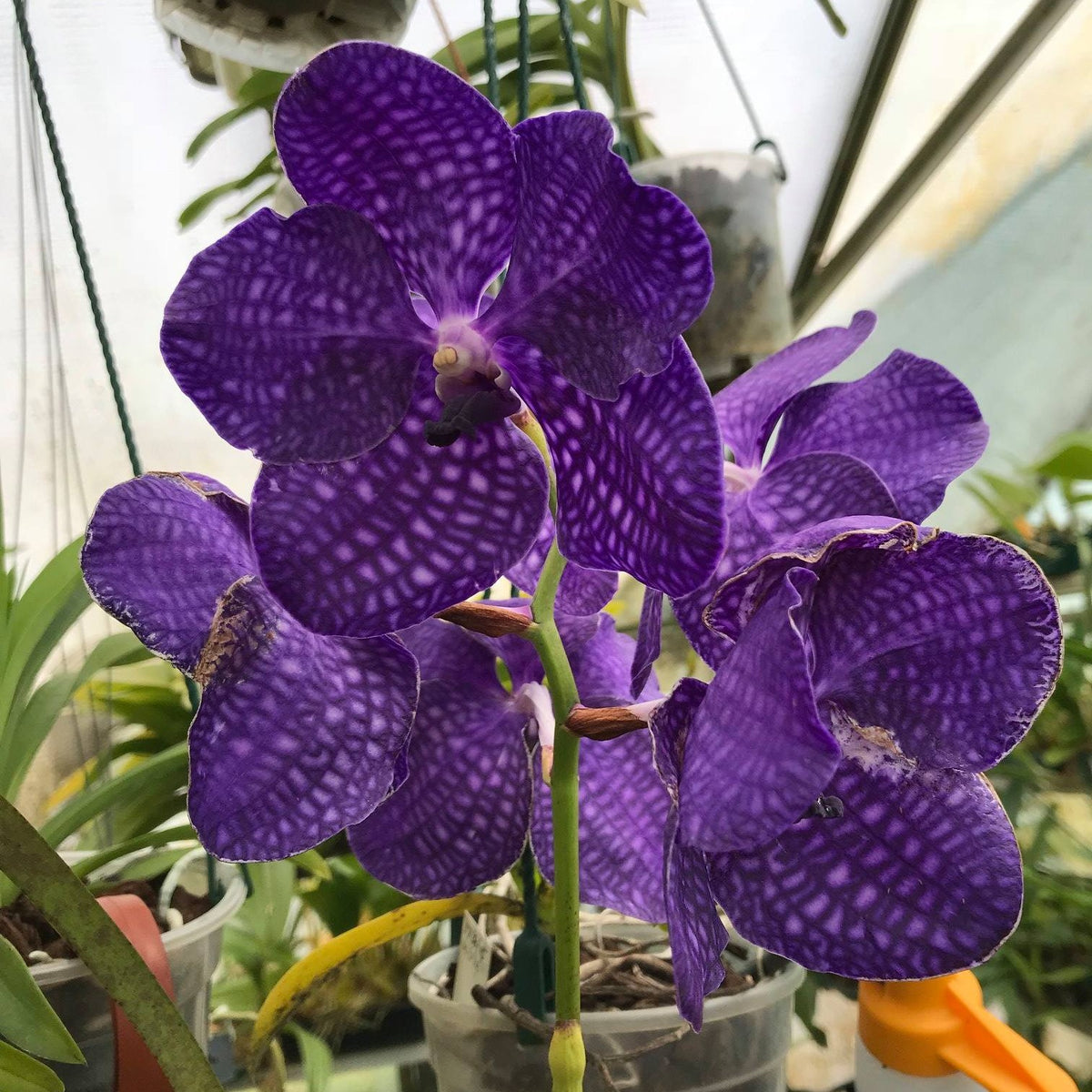 Experience the captivating beauty of the Vanda Pakchong Blue orchid. With its mesmerizing blue blooms and delicate petals, this rare orchid variety adds a touch of elegance to any floral arrangement or indoor garden. Discover the allure of the Vanda Pakchong Blue orchid and bring a splash of vibrant blue to your collection