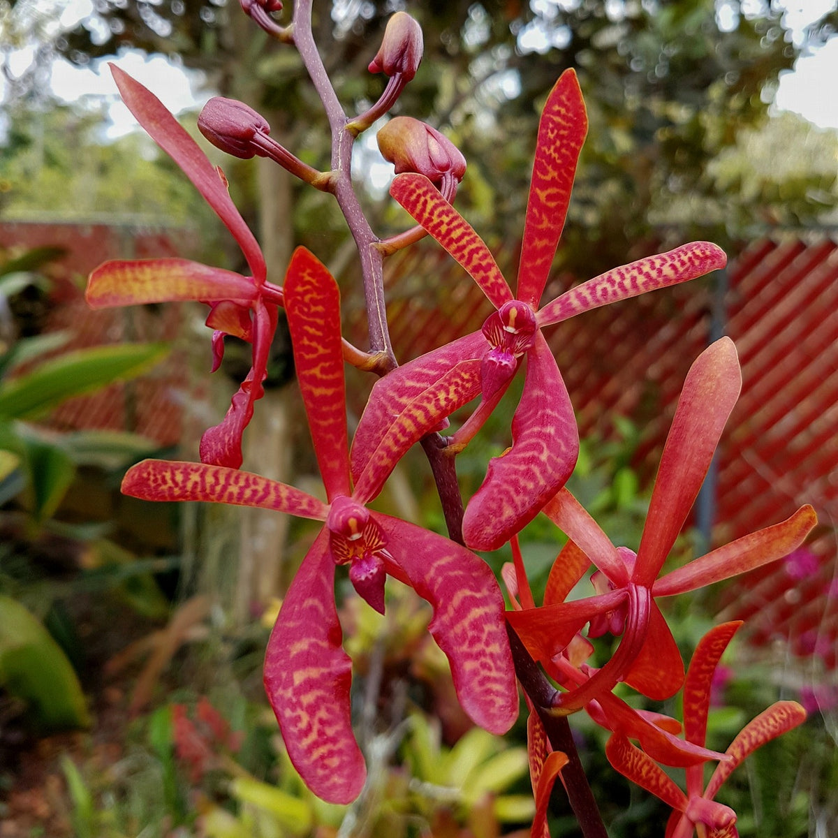 Aranthera Anne Black