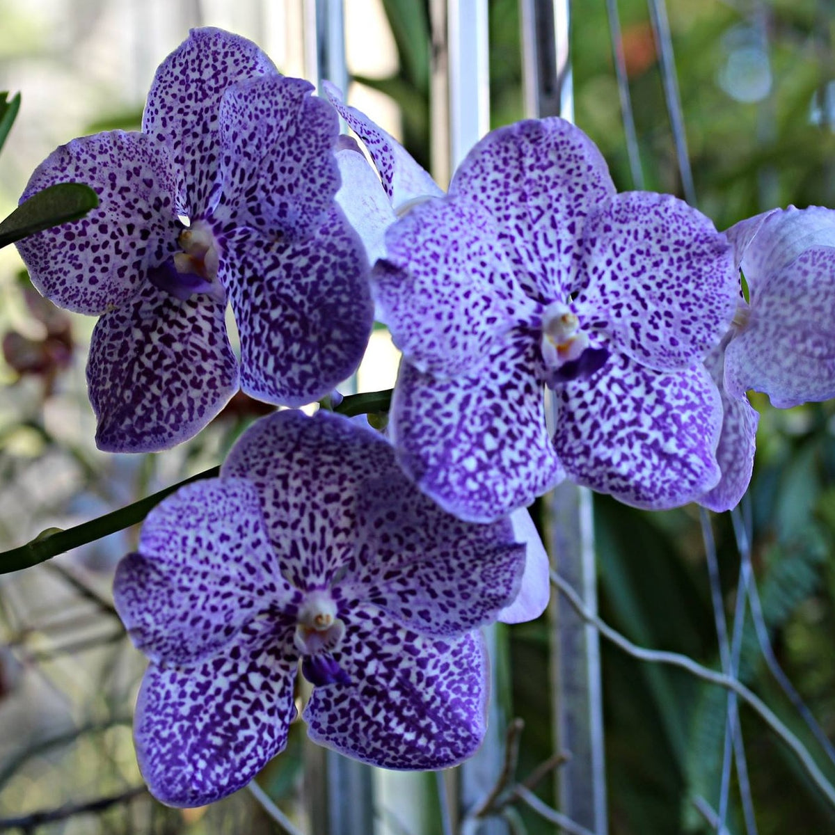 Behold the breathtaking beauty of the Vanda Yano Blue orchid. Its vibrant blue blooms are a true marvel, exuding elegance and grace. With its delicate petals and striking form, this rare orchid variety adds a touch of sophistication to any floral arrangement or indoor garden. 