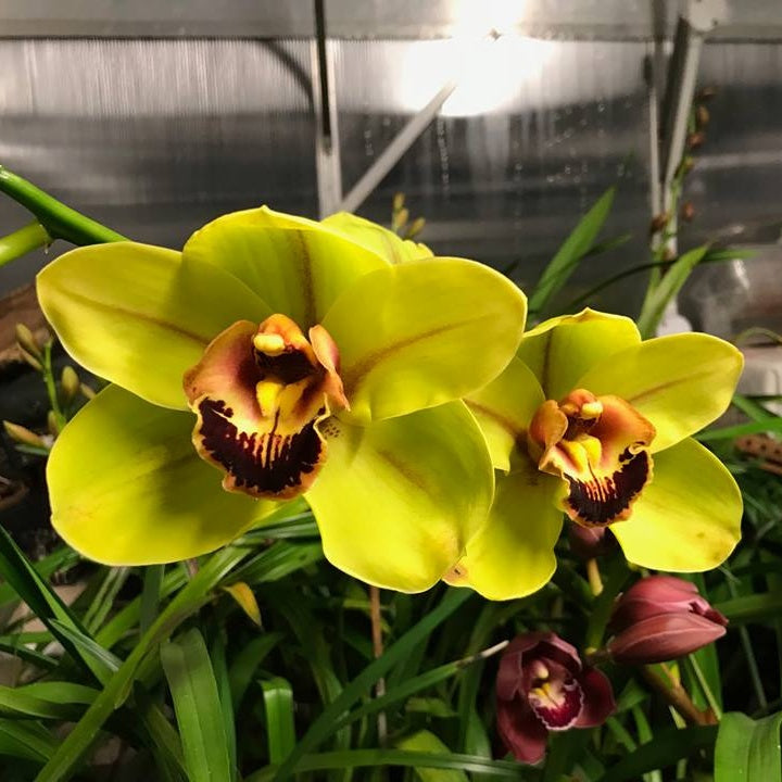 Introducing the mesmerizing Cymbidium Valley Klim 'Wow' Orchid, a botanical marvel that will leave you in awe. 