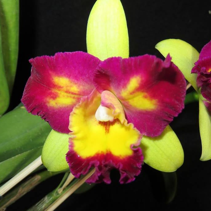 Vibrant Rhyncholaeliocattleya Shin Shiang Diamond Orchid - Shop Exquisite B2C Orchids Online