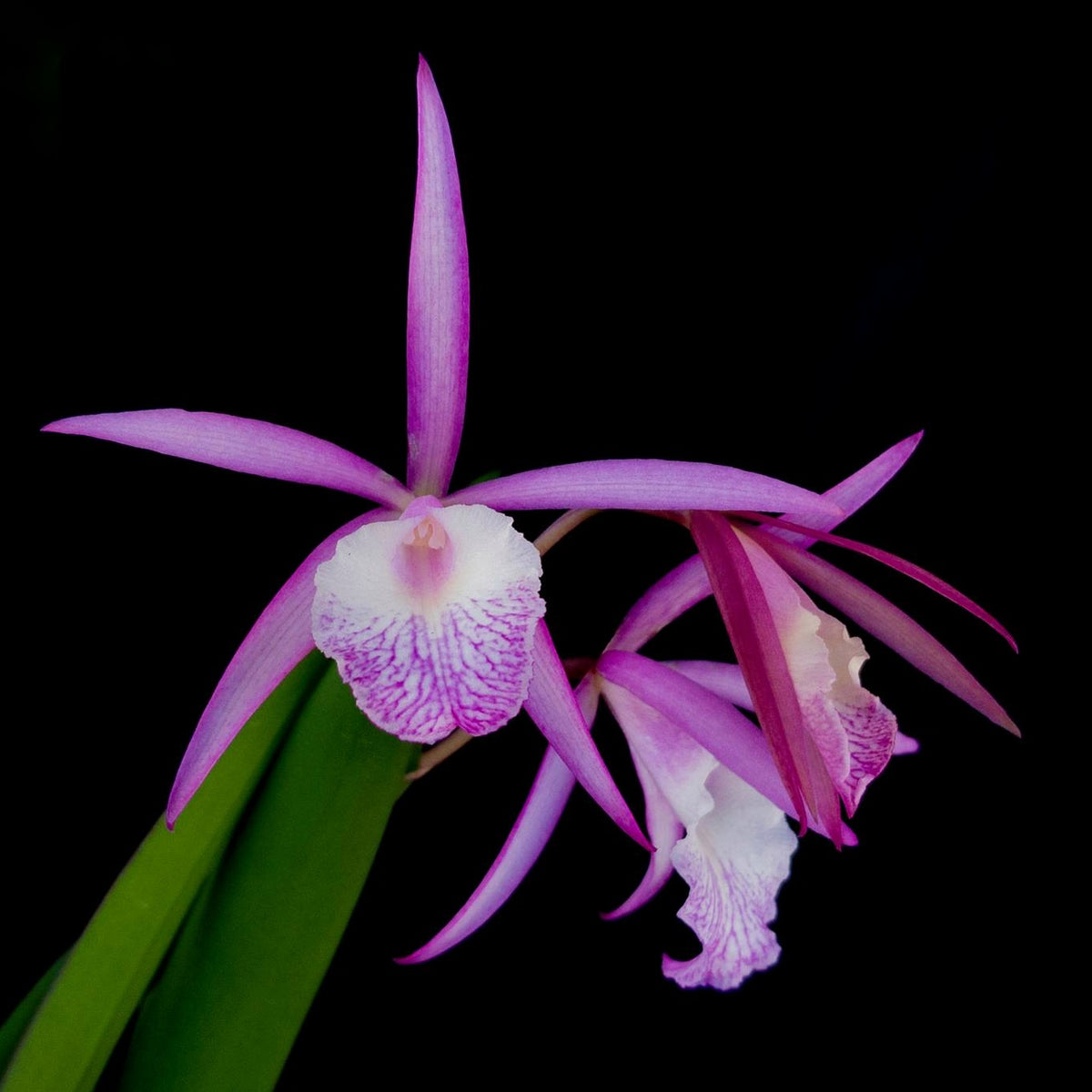 Discover the Exquisite Beauty of Brassocattleya Jairak Kiku Orchid Flowers - Captivating Blooms with Delicate Petals and Vibrant Colors