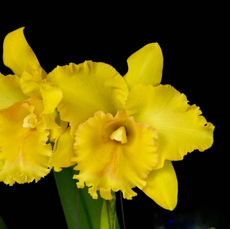 Rhyncholaeliocattleya Chao Praya Gold