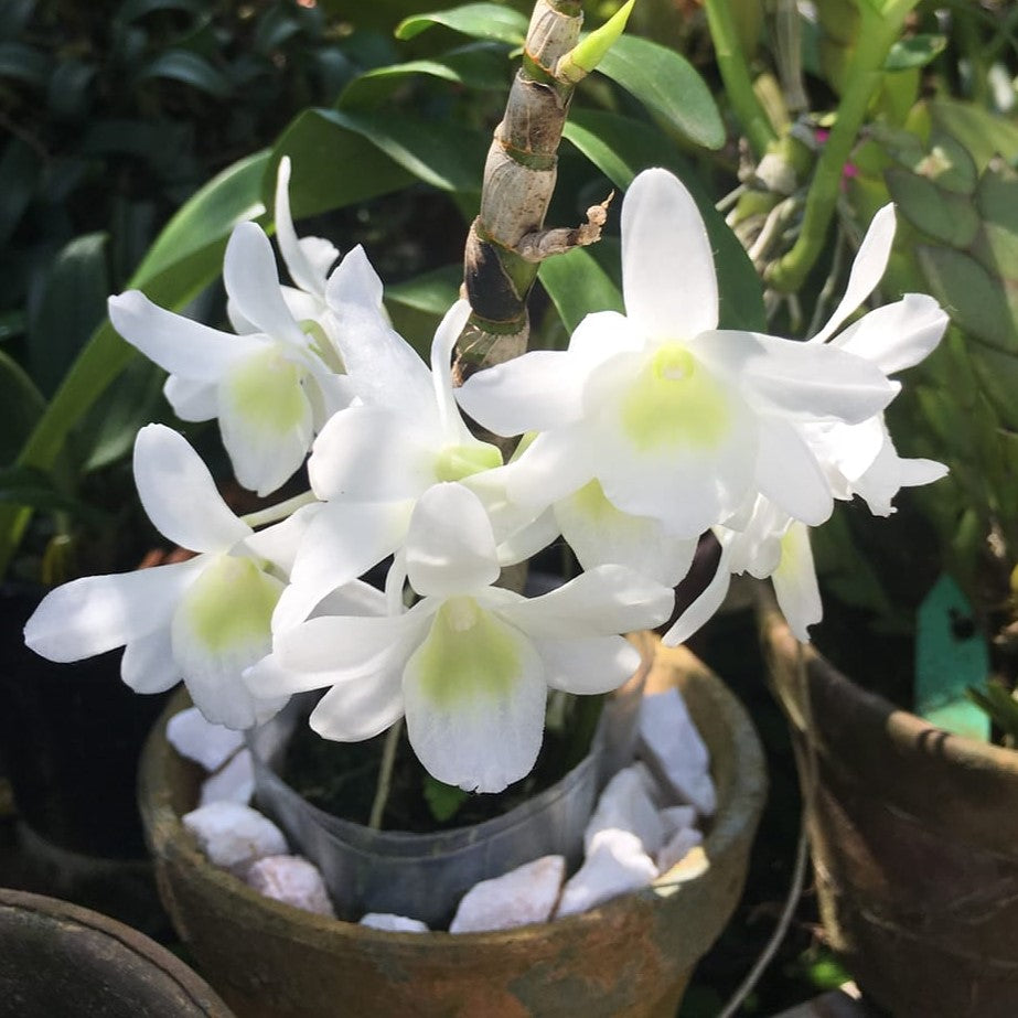 Dendrobium Angel Baby