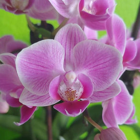 Phalaenopsis Vienna