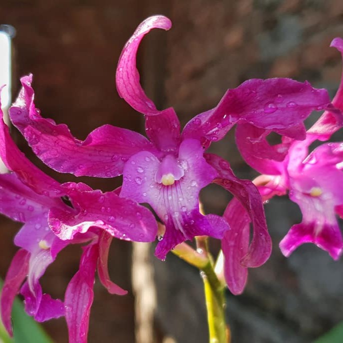 Laelianthe Tandaleyo