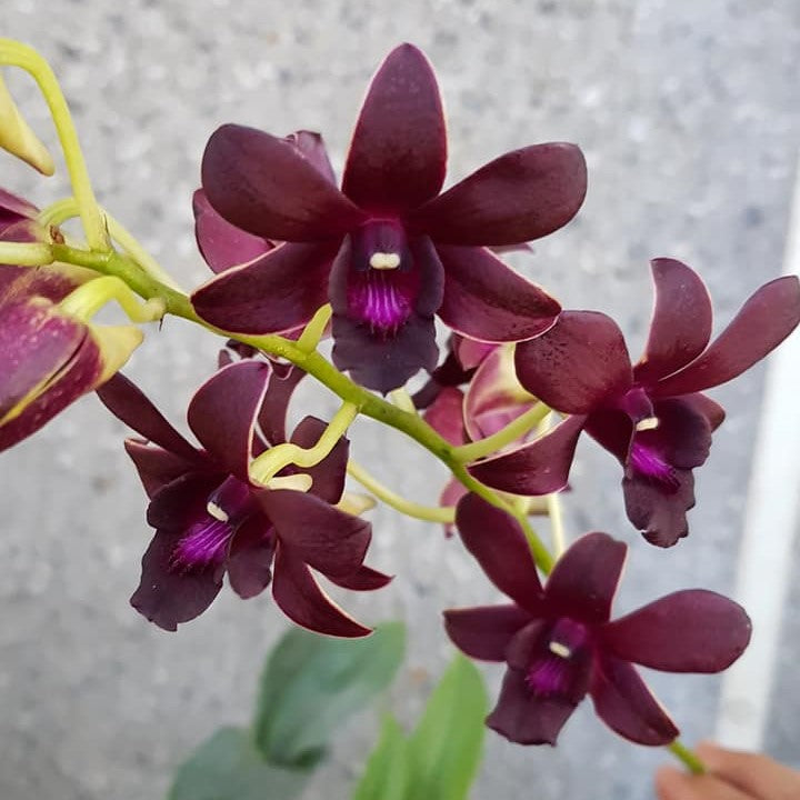 Dendrobium Sampran Brown x Tokiko Inaba