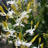 Dendrobium Chanchao x lasianthera
