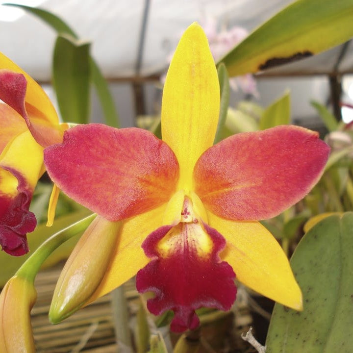 Cattlianthe Tropical Trick