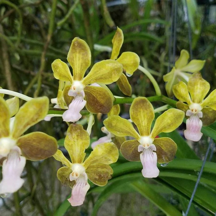 Vanda M. V. Tannins