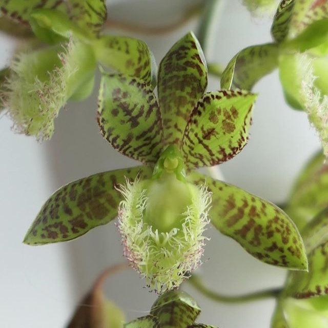 Clowesetum Stephen Moffitt Orchid Flower - Exquisite Orchid with Rich green and brown Blooms