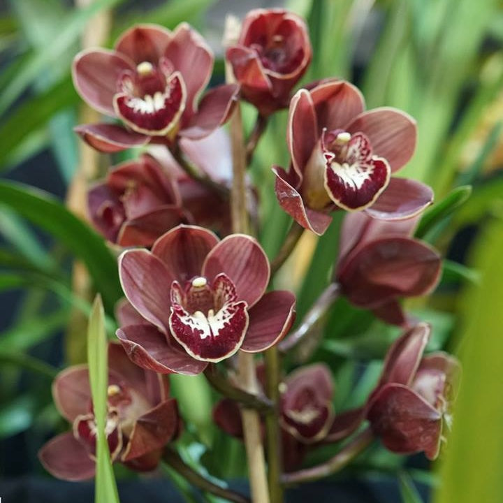 Introduce the striking Cymbidium Khan Flame 'OC Brown' Orchid, a botanical marvel that will ignite your senses with its fiery beauty.