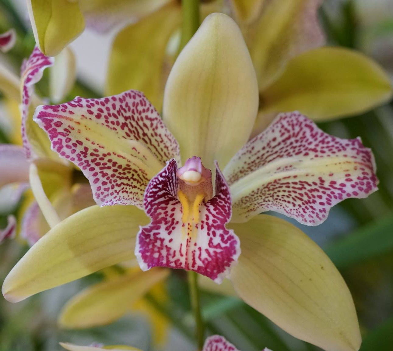 Introducing the breathtaking Cymbidium Isle Flemingo Orchid, a true marvel of nature that will transport you to a tropical paradise. 