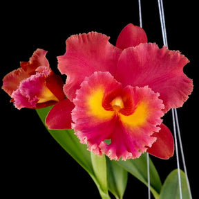 Rhyncholaeliocattleya Siam Red