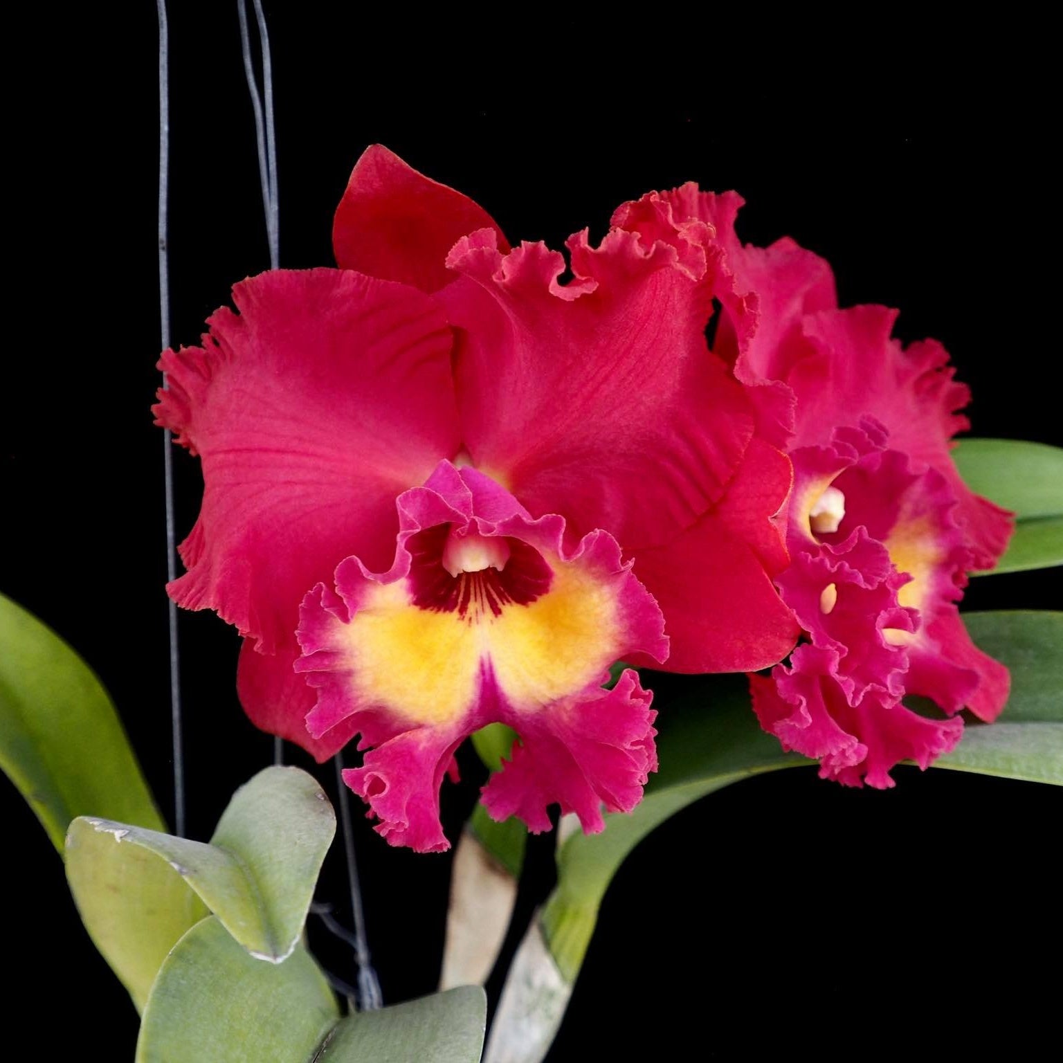 Cattleya Tainan