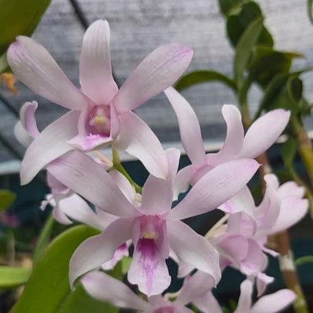 Dendrobium Chanel