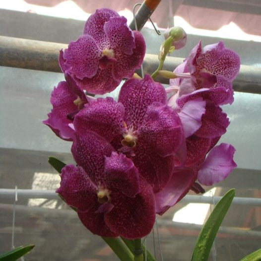 Vanda Dr. Anek x Bitz Hearthorb