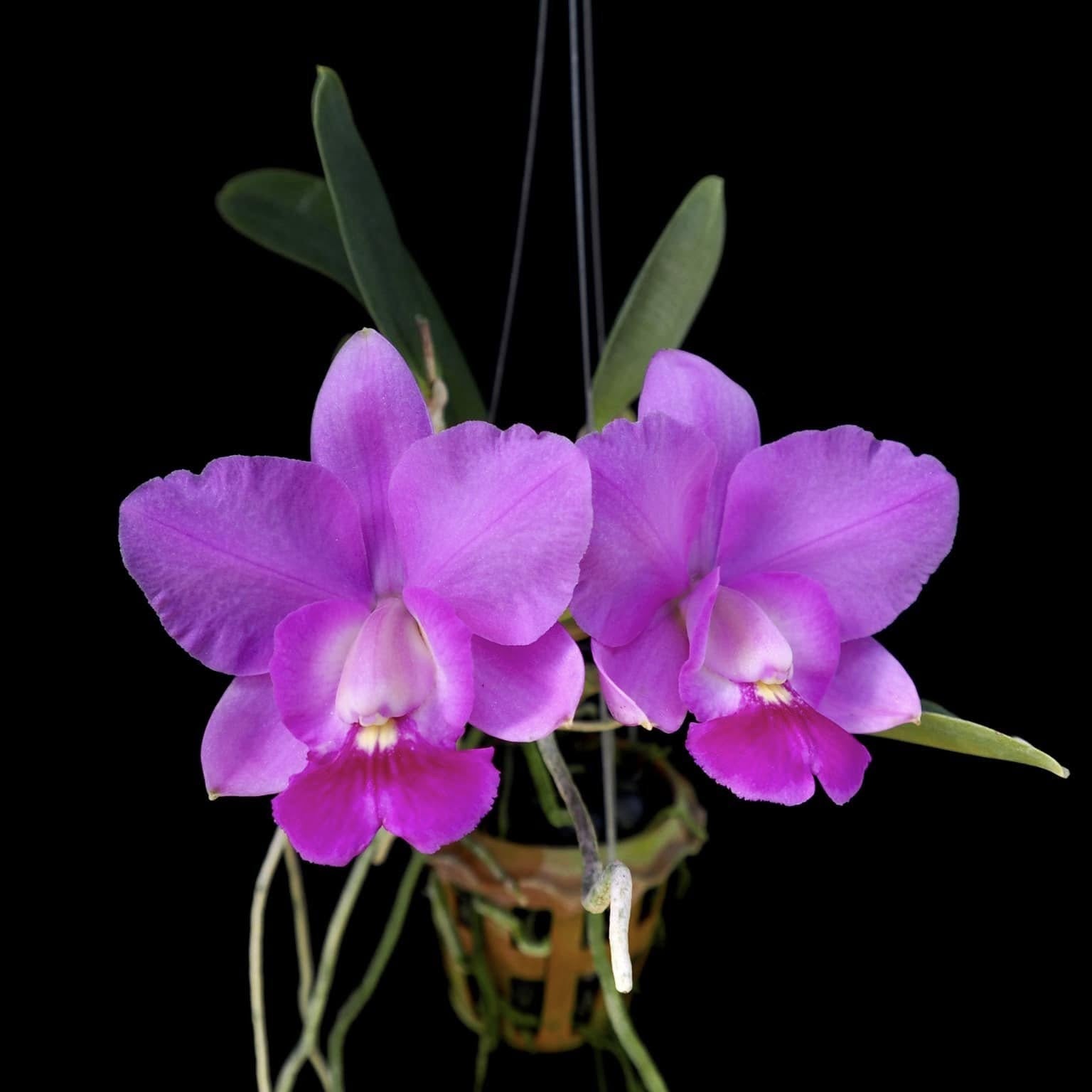 Cattleya Aloha Case Ching Hua