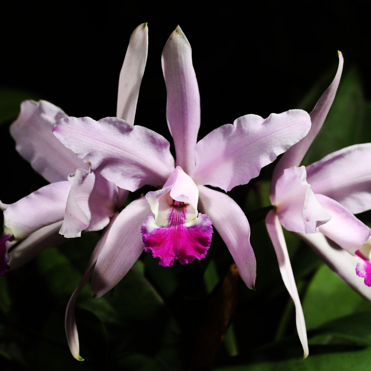 Enhance your orchid collection with the exquisite Cattleya Claradiana, a breathtaking beauty in shades of lavender and white. 