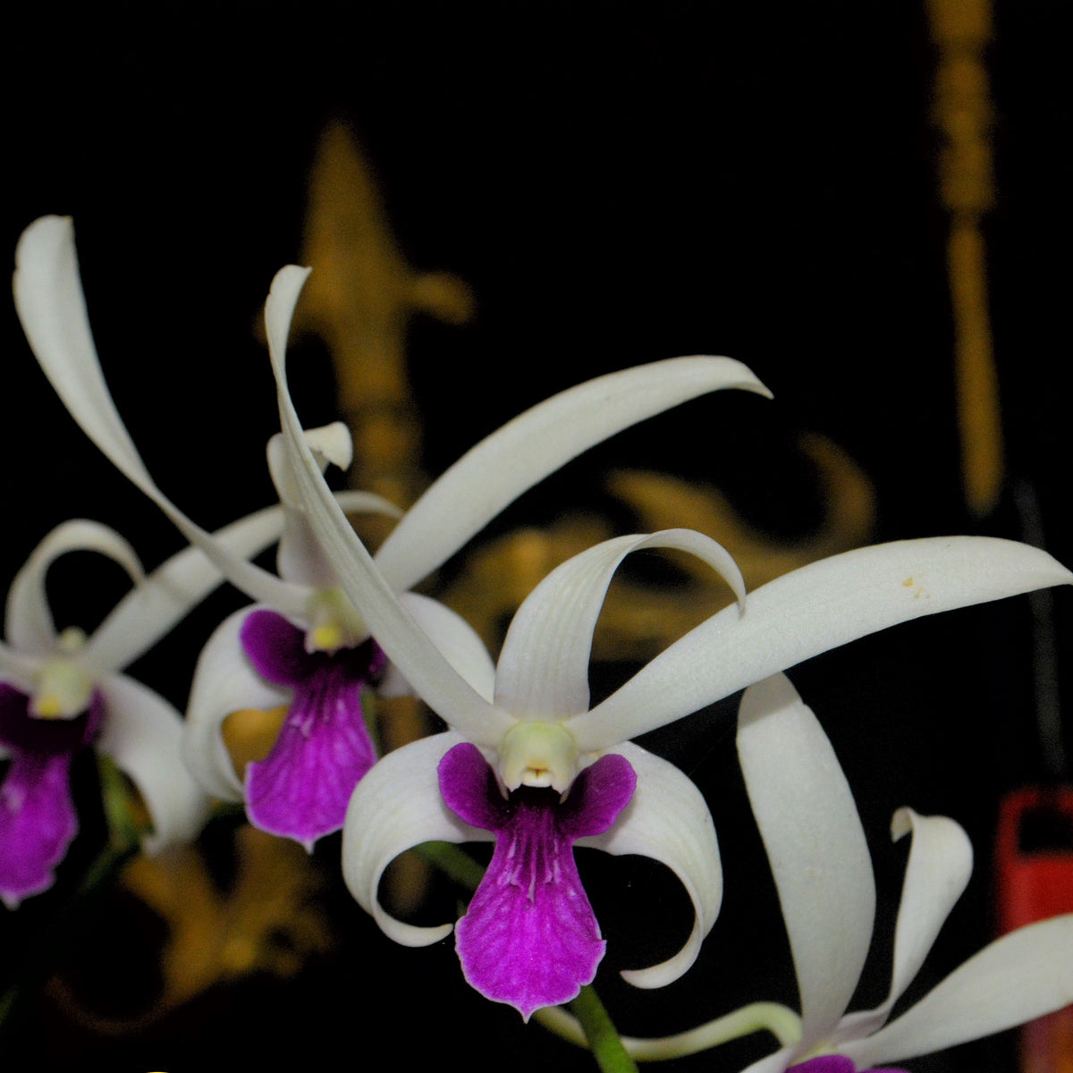 Dendrobium Meesangnil (Twisted)