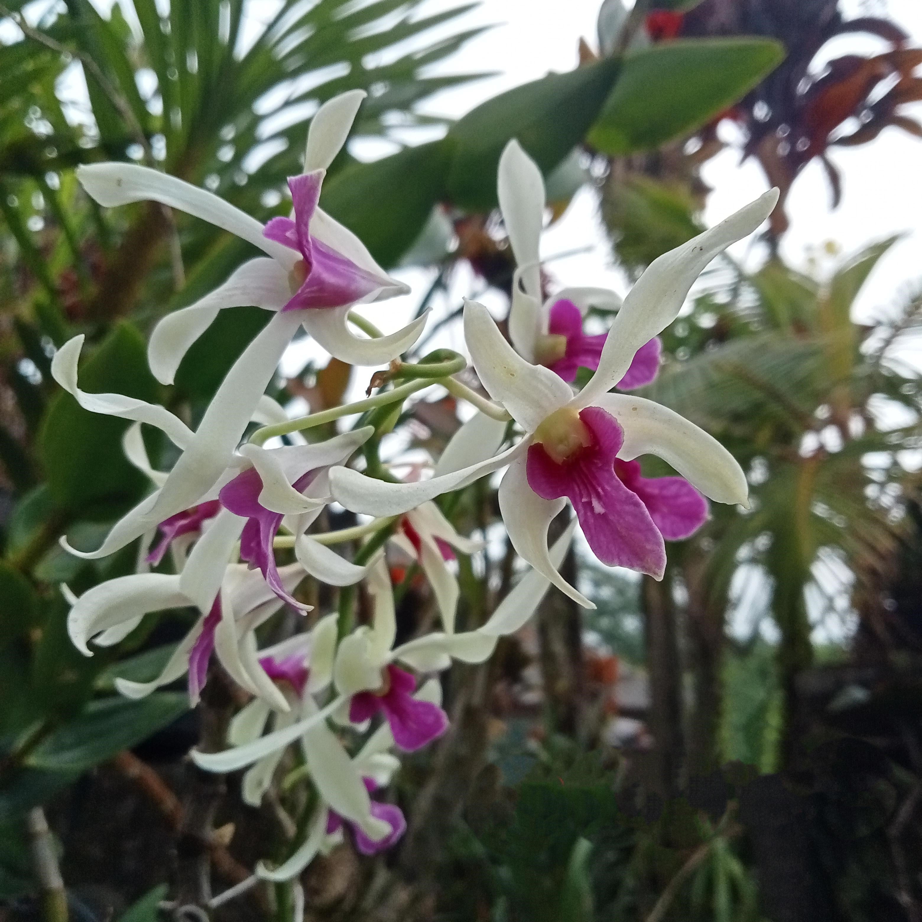 Dendrobium Meesangnil var Balieu