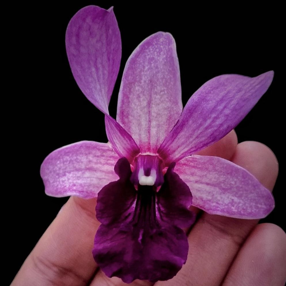 Dendrobium Serene Chang