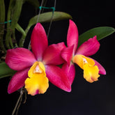 Vibrant Cattlianthe Loog Tone-Galaxy Belle Orchid in Full Bloom
