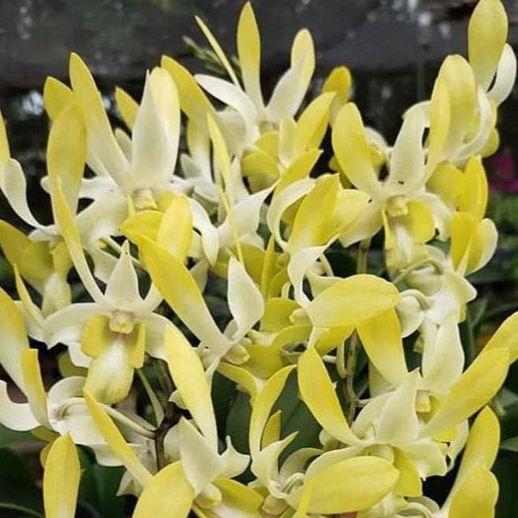 Dendrobium Ceasar Yellow