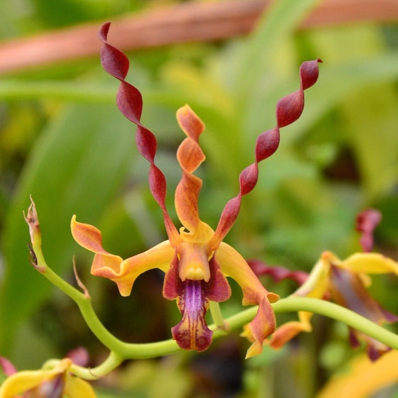 Dendrobium Airy Gold Spin