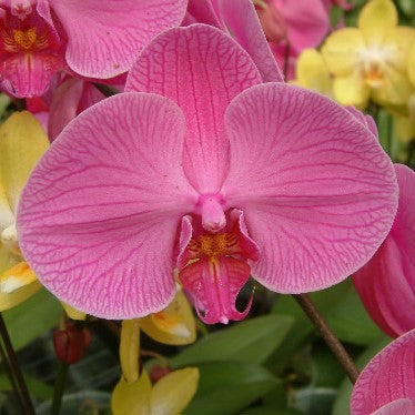 Phalaenopsis Red Angel (Taiwan)