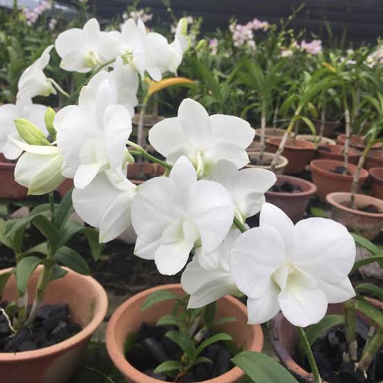 Dendrobium Burana White