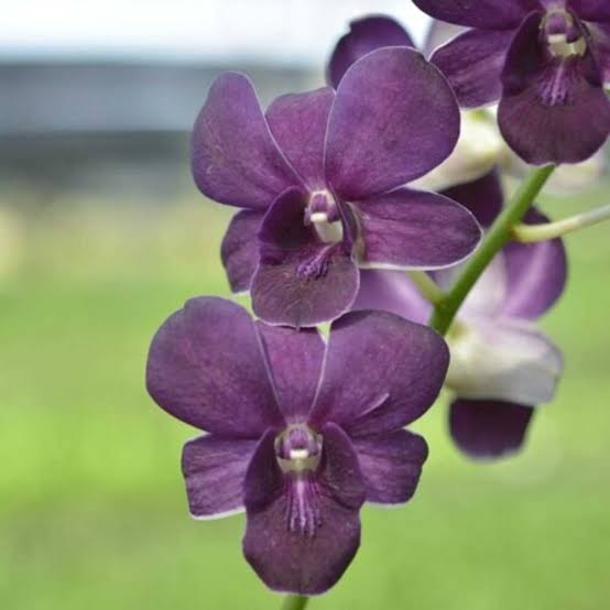 Dendrobium Blue Karnbin