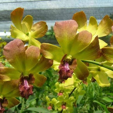 Dendrobium Chaisri Brown x CKAIi