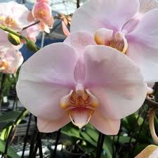 Phalaenopsis Lark Song